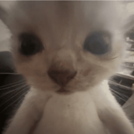 Gatinhos6 8