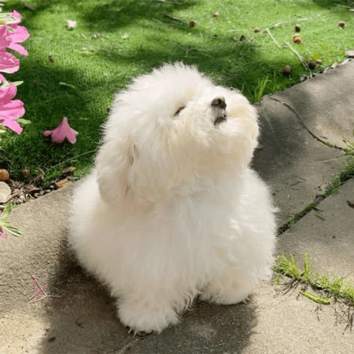 Llalala 5