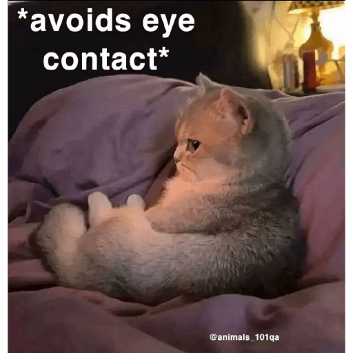 Cats 2