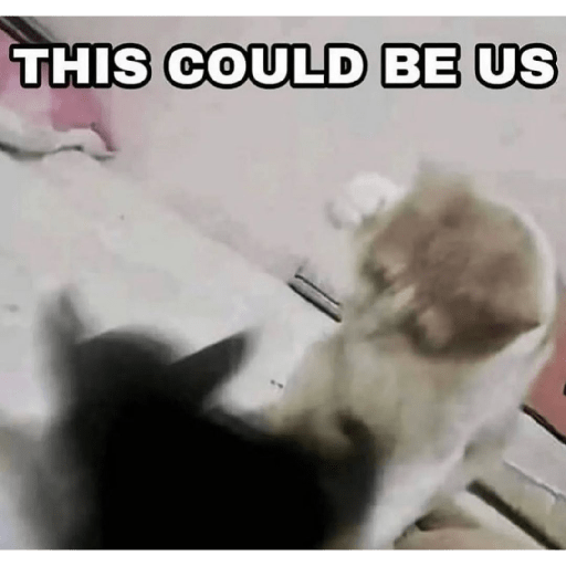 Cats 25
