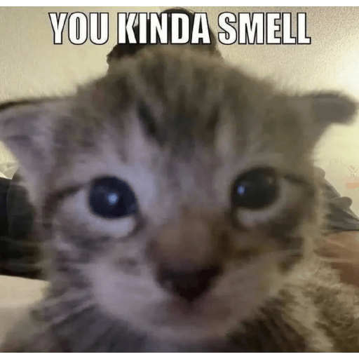 Cats 8