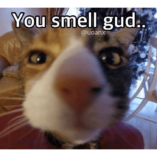 Cats 26