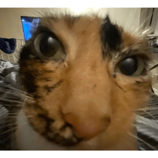 Cats 6