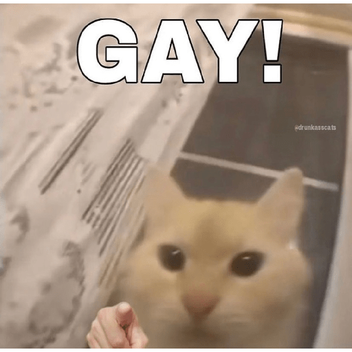Cats 13