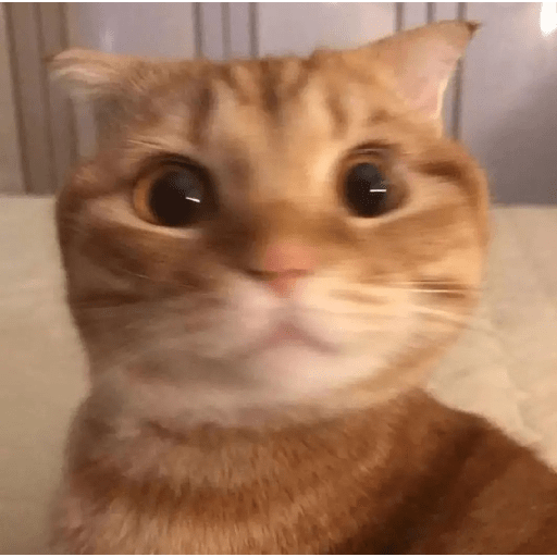Cats 1