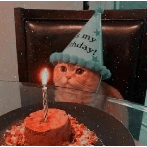 Cats 14