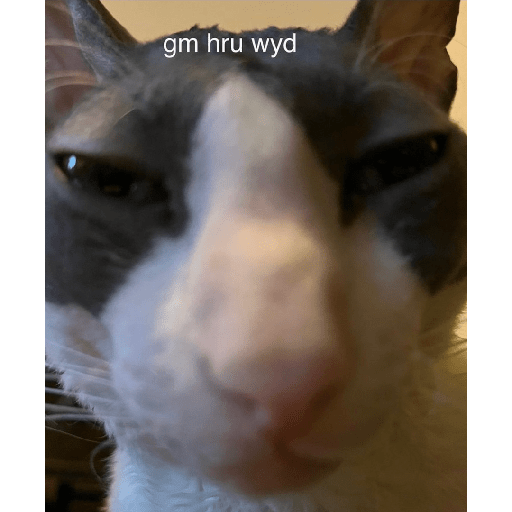Cats 12