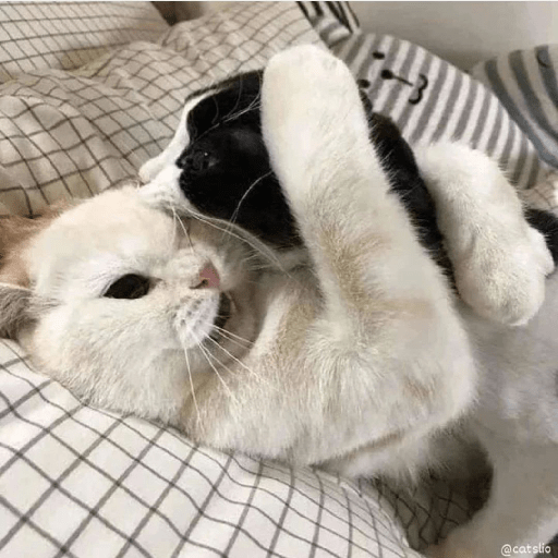 Cats 22