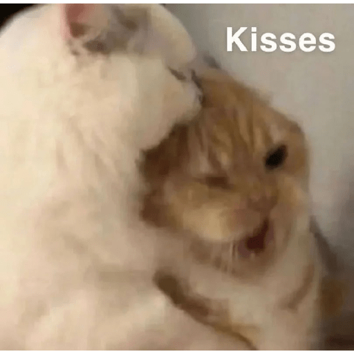 Cats 24