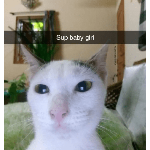 Cats 9