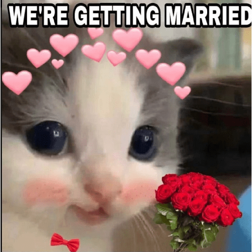 Cats 29