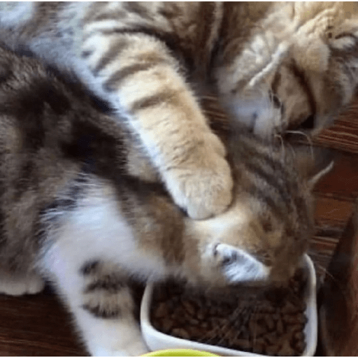 Cats 21