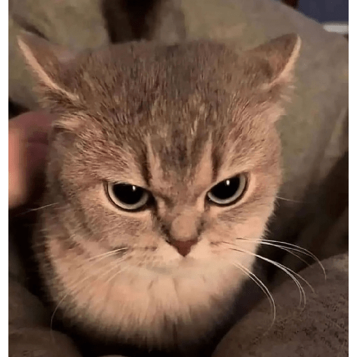Cats 5