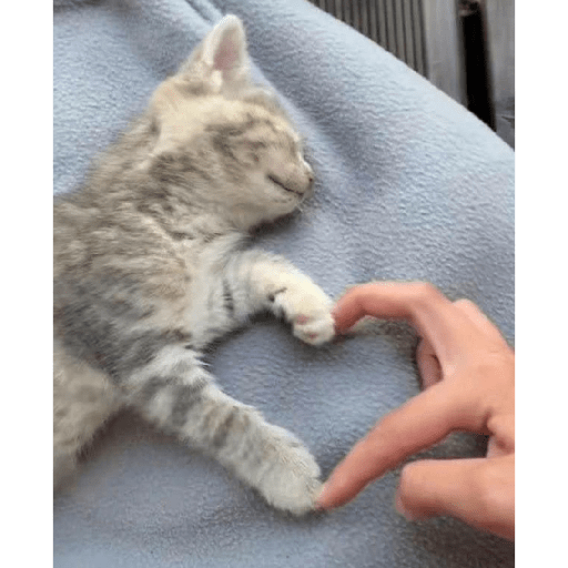 Cats 7