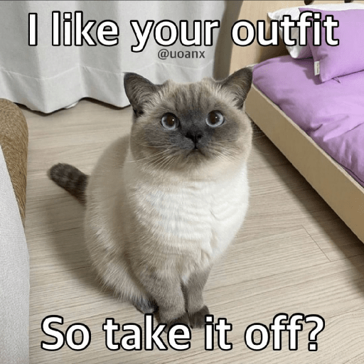 Cats 17