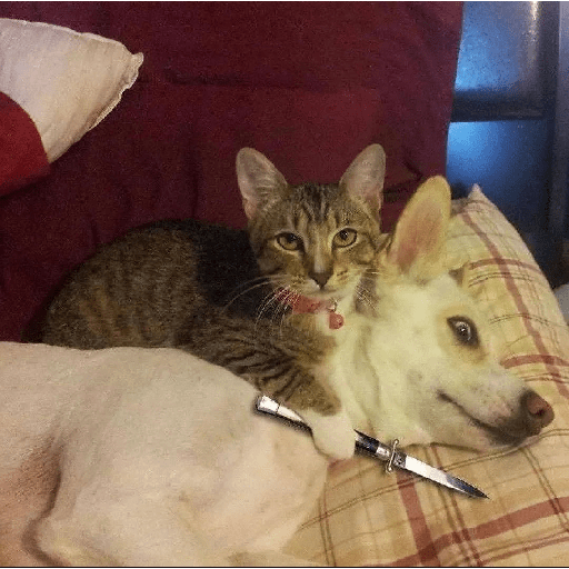 Cats 30
