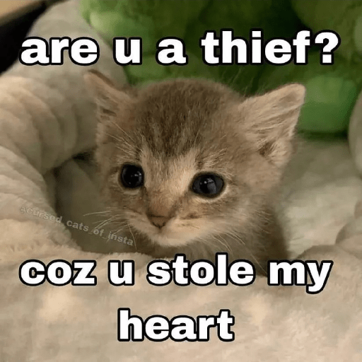 Cats 20
