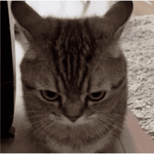 GATITOS 3