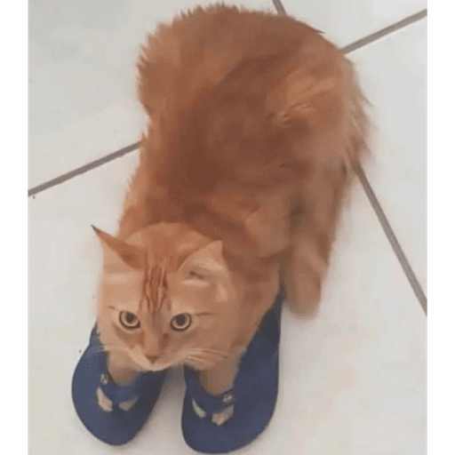 GATITOS 2