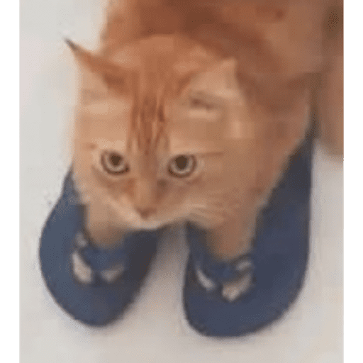 GATITOS 1