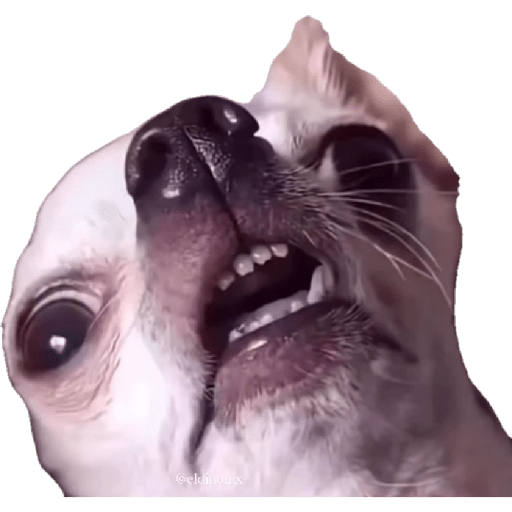 XDxD 22