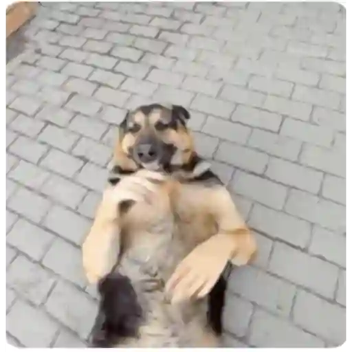 Videos  2