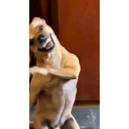 Videos  3