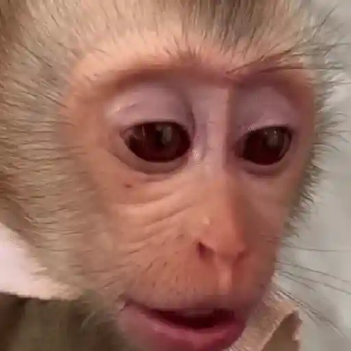 Monos muy monitos 🐒🐵🐒2 7