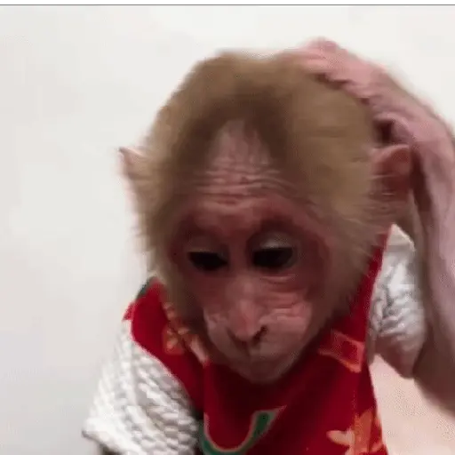 Monos muy monitos 🐒🐵🐒2 6