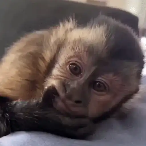 Monos muy monitos 🐒🐵🐒2 5