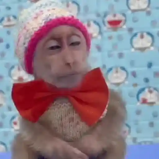 Monos muy monitos 🐒🐵🐒2 3