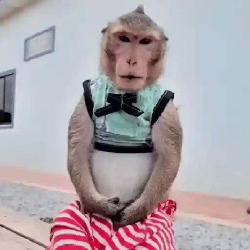 Monos muy monitos 🐒🐵🐒2 2