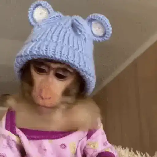 Monos muy monitos 🐒🐵🐒2 1