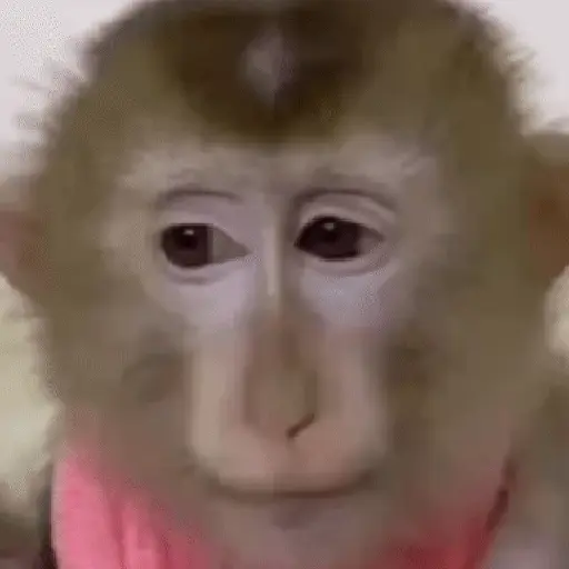 Monos muy monitos 🐒🐵🐒2 14