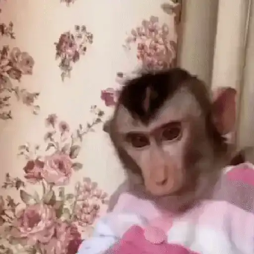 Monos muy monitos 🐒🐵🐒2 13