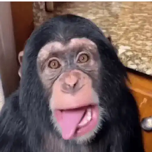 Monos muy monitos 🐒🐵🐒2 12