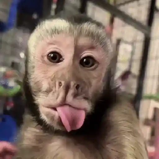 Monos muy monitos 🐒🐵🐒2 11