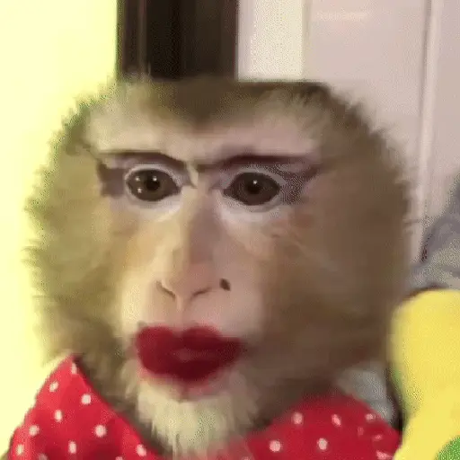 Monos muy monitos 🐒🐵🐒2 10