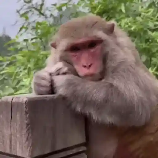 Monos muy monitos 🐒🐵🐒2 9