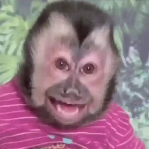 Monos muy monitos 🐒🐵🐒2 8
