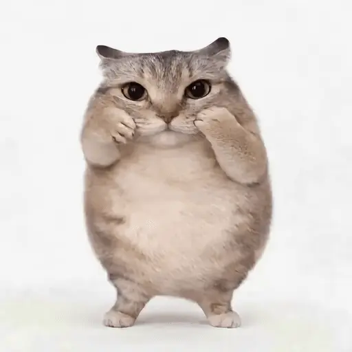 GATOS 🐱🐈‍⬛ FUNNY CAT XD