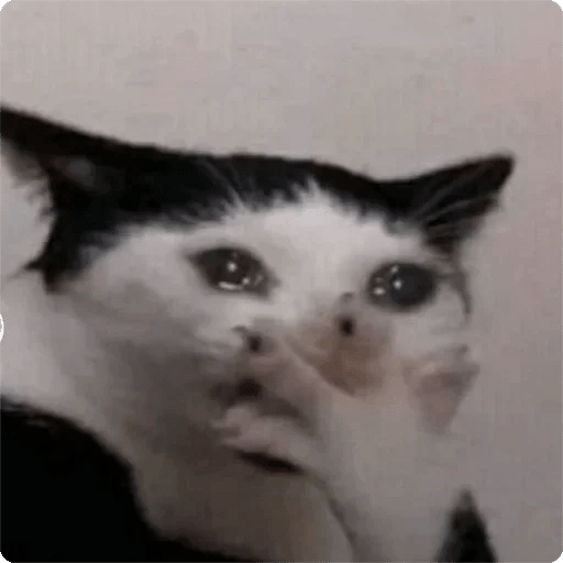 Gatos Random 🐈‍⬛ 🐈 XDXD 2  3