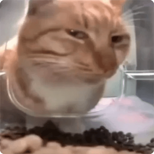 Gatos Random 🐈‍⬛ 🐈 XDXD 2  6