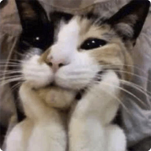 Gatos Random 🐈‍⬛ 🐈 XDXD 2  8