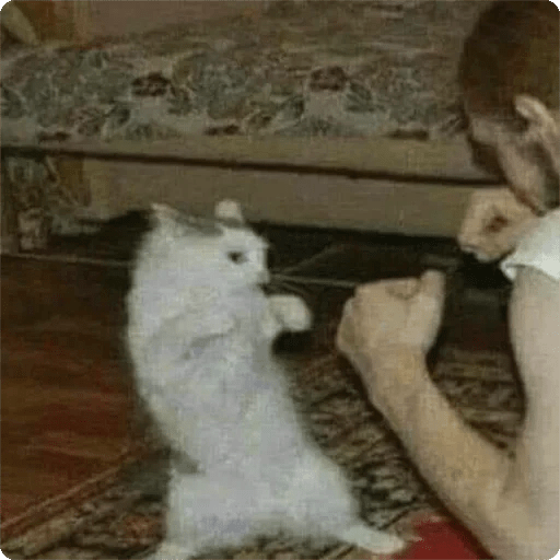 Gatos Random 🐈‍⬛ 🐈 XDXD 2  9