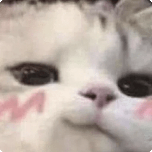 Gatos Random 🐈‍⬛ 🐈 XDXD 2  11