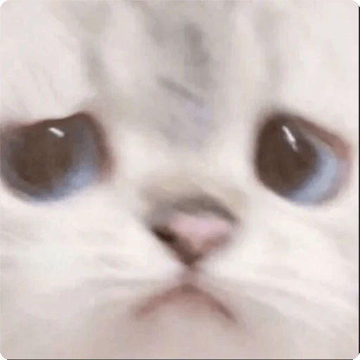 Gatos Random 🐈‍⬛ 🐈 XDXD 2  15