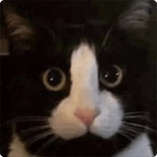 Gatos Random 🐈‍⬛ 🐈 XDXD 2  12