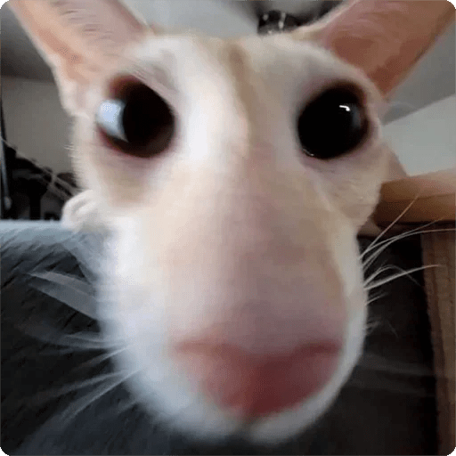 Gatos Random 🐈‍⬛ 🐈 XDXD 2  13