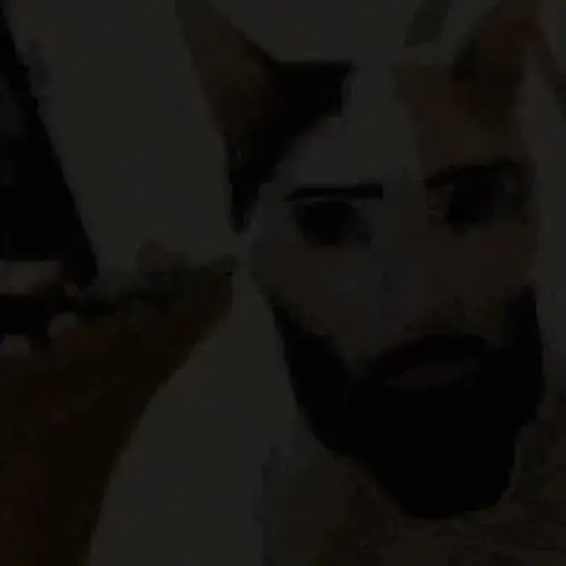 🗣️Gatos random pa chat 🐈‍⬛🔥 3